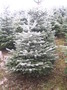 Vánoční stromek - Jedle kavkazská