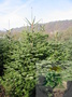 Jedle kavkazská - vánoční stromky