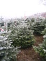 Vánoční stromky Jedle kavkazská