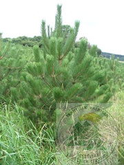 Borovice černá (Pinus nigra)