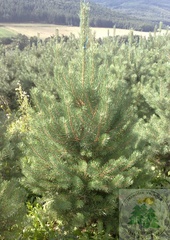 Borovice lesní (Pinus silvestris)