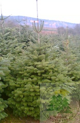 Jedle kavkazská (Abies nordmanniana)