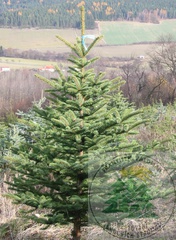 Smrk pichlavý stříbrný (Picea pungens glauca)